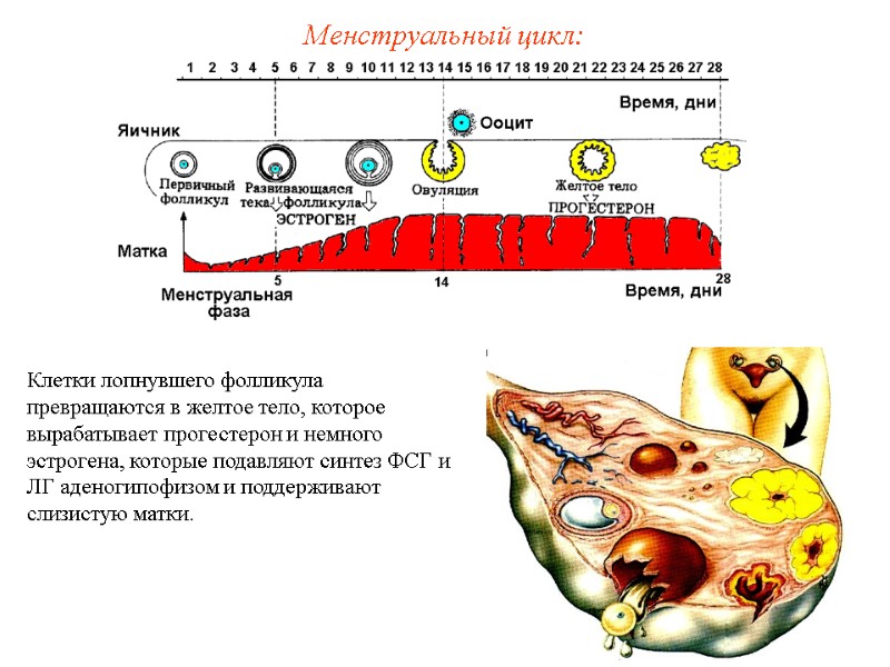 Менструальный цикл: Клетки лопнувшего фолликула превращаются в желтое тело, которое вырабатывает прогестерон и немного Менструальный цикл: Клетки лопнувшего фолликула превращаются в желтое тело, которое вырабатывает прогестерон и немного